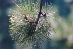 Pine-Branch-3-Small