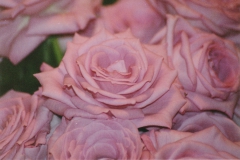 Pink-Roses-Small