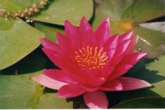 Pink-Water-Lily-Small