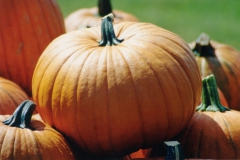 Pumpkins-Small