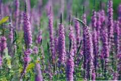 Purple-Loosestrife-5-Small