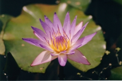 Purple-Water-Lily-Small