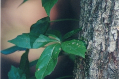 Tree-Trunk-Leaves-Small