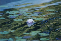 Water-Lily-Small