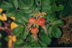 Wild-Berries-Small